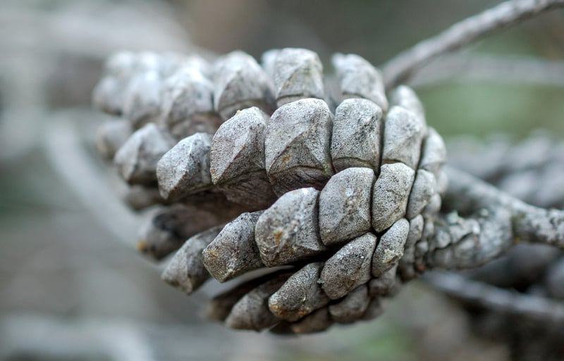 Pinecone Garland